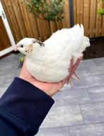 Broedeieren japanse kwartels ( Jumbo ), Dieren en Toebehoren, Pluimvee, Geslacht onbekend, Overige soorten