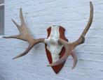 SCANDINAVISCH ELAND GEWEI OP HOUTEN SCHILD (ref. O), Ophalen, Gebruikt, Hert, Gewei of Kop