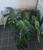 Kamerplanten/Stekjes makkelijke planten, Huis en Inrichting, Kamerplanten, Ophalen, Overige soorten, Minder dan 100 cm