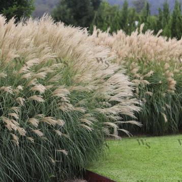 Siergras Miscanthus Sinensis Gracillimus (chinees prachtriet beschikbaar voor biedingen