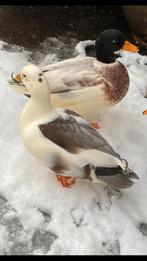 2 mannetjes kwakers, Dieren en Toebehoren, Pluimvee, Mannelijk, Eend