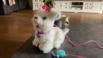 FurReal friends hondje, Kinderen en Baby's, Speelgoed | Knuffels en Pluche, Ophalen of Verzenden, Hond