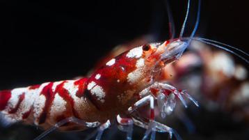 Caridina Fancy Tiger aquarium garnalen (uitgeselecteerd) beschikbaar voor biedingen