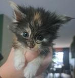Maine coon kittens, Meerdere dieren, Gechipt, 0 tot 2 jaar