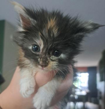 Maine coon kittens beschikbaar voor biedingen
