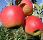 Biologische bomen; appel & peer en fruitstruiken, Lente, Volle zon, 100 tot 250 cm, Ophalen