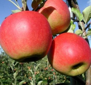 Biologische bomen; appel & peer en fruitstruiken