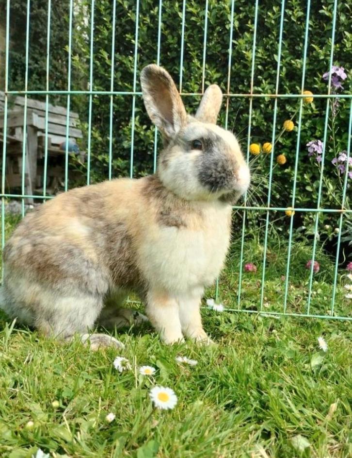 Konijn/ rammelaar, Dieren en Toebehoren, Konijnen, Middelgroot, Mannelijk, 0 tot 2 jaar