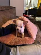 Chihuahua teef pupje, Parvo, 8 tot 15 weken, Teef, Eén hond