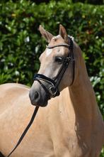 Super gave allround palomino pony, Gechipt, Dressuurpony, 3 tot 6 jaar, L