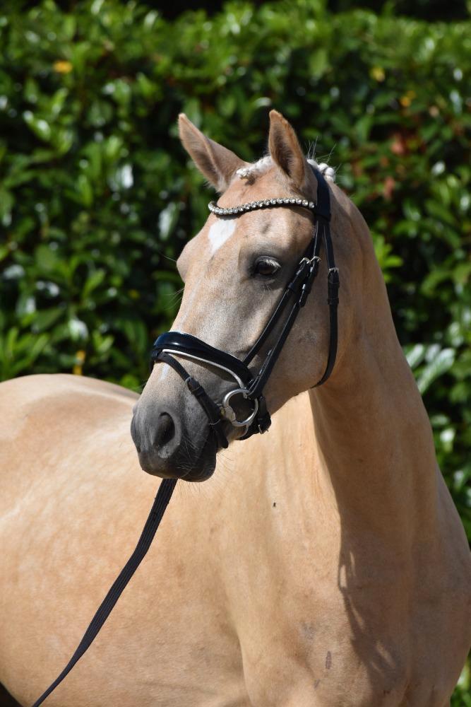Super gave allround palomino pony, Dieren en Toebehoren, Pony's, Merrie, L, E pony (1.48m - 1.57m), Dressuurpony, 3 tot 6 jaar