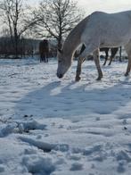 Bijrijdster/verzorgster gezocht Vriescheloo, Tickets en Kaartjes