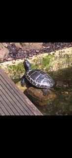 Tijdelijk thuis gezocht voor onze schilpad!, Tuin en Terras, Ophalen, Gebruikt