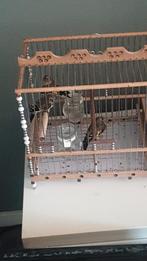 Baby putter te koop!, Meerdere dieren, Wildzangvogel, Geringd