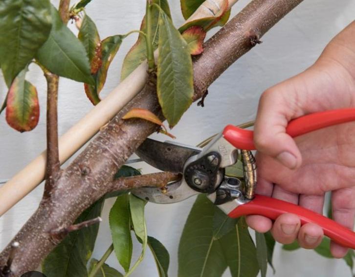 ik wil graag snoeihout vijgenboom of druiven gevraagd, Tuin en Terras, Planten | Fruitbomen, Vijgenboom, Ophalen