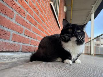 Lieve ragdoll kater te koop beschikbaar voor biedingen