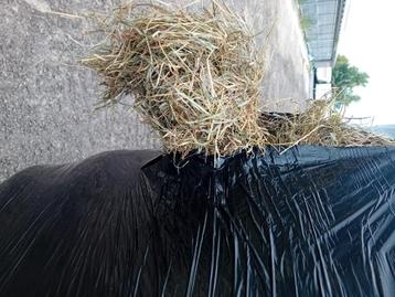 paardenhooi, luzernebalen beschikbaar voor biedingen