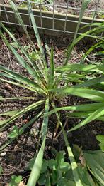 Vaste tuin plant Yucca €7, Tuin en Terras, Planten | Tuinplanten, Zomer, Ophalen of Verzenden, Overige soorten