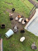 Zijdehoen kippen en kuikens, Dieren en Toebehoren, Meerdere dieren, Kip