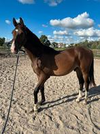 Jaarlingen, dressuur gefokt hengst en merrie., Dieren en Toebehoren, Paarden, Dressuurpaard, 0 tot 2 jaar, Onbeleerd, Meerdere dieren