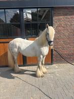 Brave kleine tinker, Dieren en Toebehoren, Merrie, Zadelmak, C pony (1.27m tot 1.37m), 3 tot 6 jaar