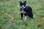 Prachtige lieve Border collie pup met stamboom, Dieren en Toebehoren, 15 weken tot 1 jaar, Reu, CDV (hondenziekte), Collie