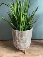 Sanseveria vrouwentong plant, Ophalen, Halfschaduw, Minder dan 100 cm