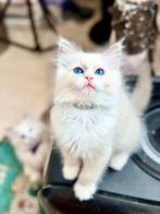 Ragdoll kittens (Met Stamboom fok), Dieren en Toebehoren, Katten en Kittens | Raskatten | Langhaar, Meerdere dieren, Ontwormd