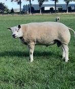 Texelaar  stamboek  ram, Dieren en Toebehoren, Mannelijk, Schaap