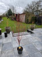 Acer/Japanse Esdoorn Sangokaku, Ophalen of Verzenden, Bloeit niet, Halfschaduw, Overige soorten