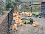 Broedeieren orpington buff, Dieren en Toebehoren, Pluimvee, Geslacht onbekend, Kip