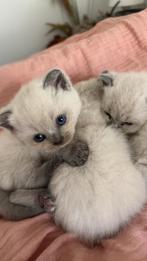 Raszuiver britse kort haar, Dieren en Toebehoren, Katten en Kittens | Overige Katten