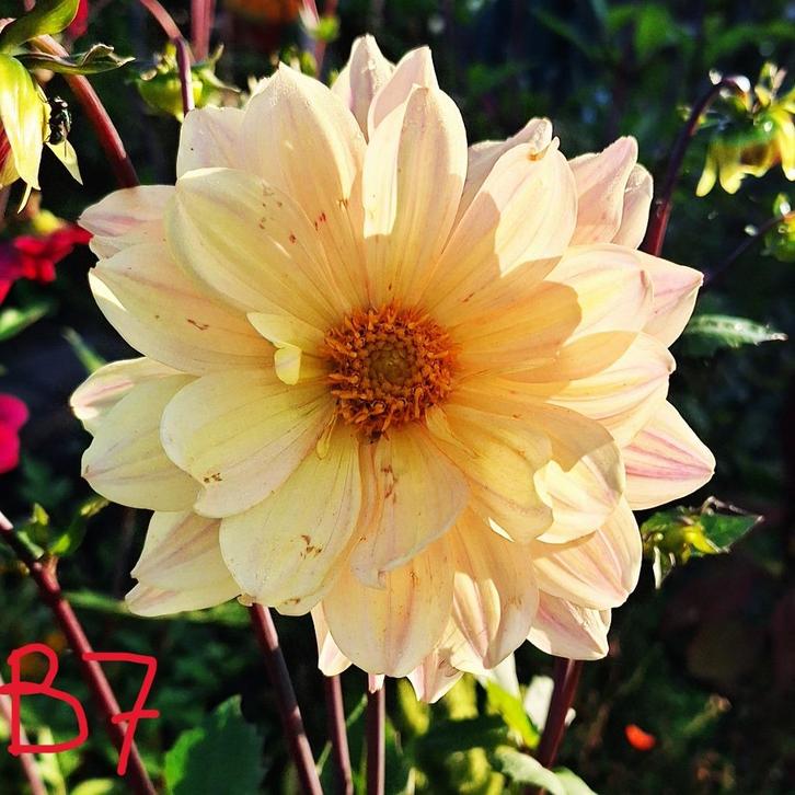 dahlia's te koop, deel 2, Tuin en Terras, Bloembollen en Zaden, Knol, Voorjaar, Volle zon, Ophalen