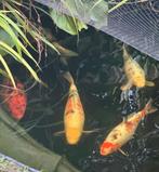 11 mooie koi, Karper of Koi