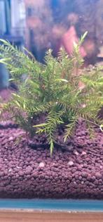 Fissidens Fontanus, Phoenix moss., Dieren en Toebehoren, Vissen | Aquaria en Toebehoren, Ophalen of Verzenden, Nieuw, Plant(en), Steen of Hout