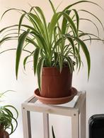 Mooie grote graslelie in een grote pot voor maar 6 euro, Ophalen, Halfschaduw, Minder dan 100 cm