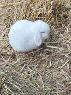 Wit minilopje rammetje, Dieren en Toebehoren, Konijnen, Mannelijk, Dwerg, Hangoor, 0 tot 2 jaar
