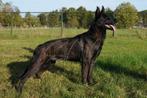 Hollandse herder ter dekking aangeboden, Dieren en Toebehoren, Honden | Dekreuen, Reu, 1 tot 2 jaar, Eén hond, Nederland