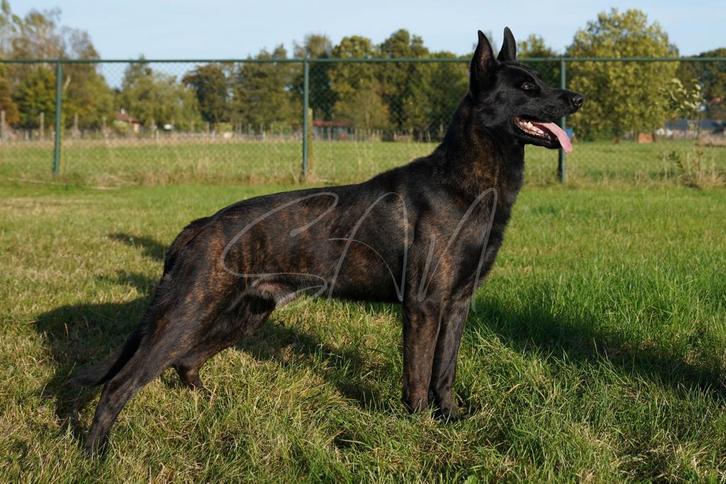 Hollandse herder ter dekking aangeboden, Dieren en Toebehoren, Honden | Dekreuen, Reu, Particulier, Eén hond, Nederland, 1 tot 2 jaar