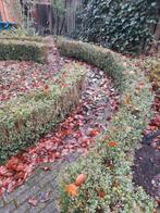 Buxus gratis ophalen, Ophalen, Buxus, Haag, Minder dan 100 cm