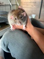 Tamme rat zoekt nieuw huis, Dieren en Toebehoren, Knaagdieren, Rat, Mannelijk, Tam, Oktober