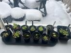 Bladstekjes Pinguicula vleesetende plant meerdere soorten, Verzenden, Halfschaduw, Minder dan 100 cm