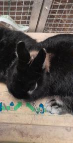 2 Black and tan dwergkonijntjes met hok, Dieren en Toebehoren, Konijnen, Meerdere dieren, Dwerg