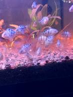 Gezonde en mooie kruising zebra cichliden, Dieren en Toebehoren, Vissen | Aquariumvissen, Vis