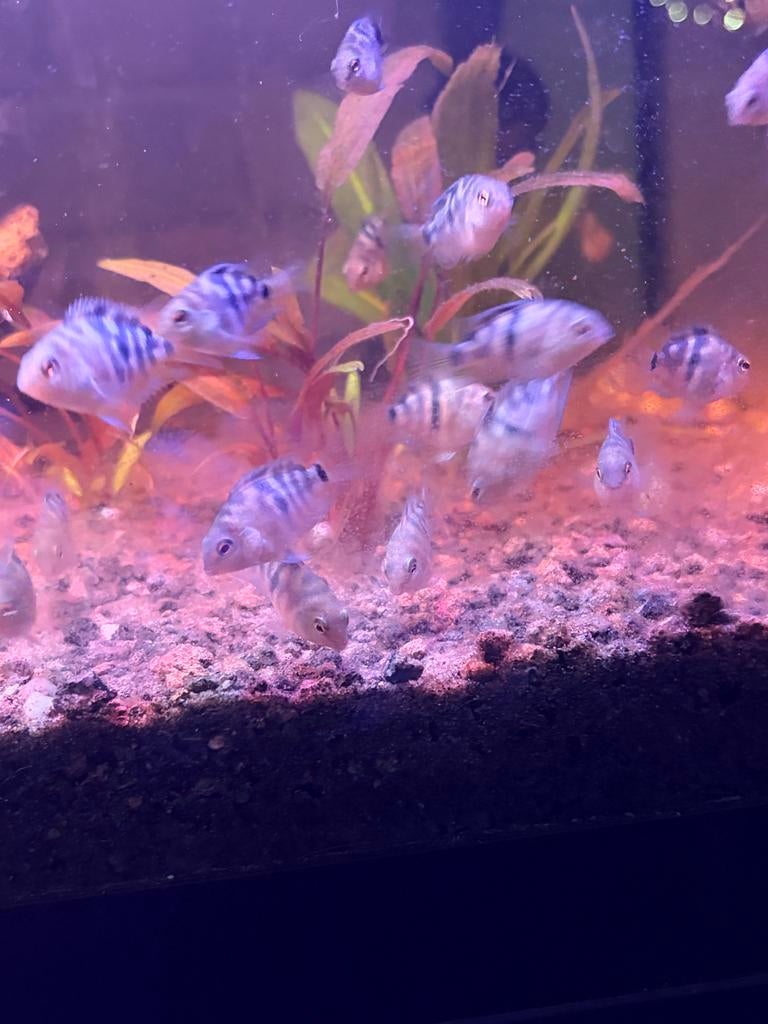 Gezonde en mooie kruising zebra cichliden, Dieren en Toebehoren, Vissen | Aquariumvissen, Vis