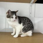 ACE: Jaxx staat op de eerste rij voor wat aandacht, Dieren en Toebehoren, Katten en Kittens | Overige Katten, Kater, Kortharig