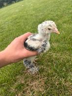 Brahma hennetje zalmkleurig, Dieren en Toebehoren, Pluimvee, Vrouwelijk, Kip