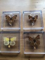 Vlinders, Verzamelen, Ophalen of Verzenden, Zo goed als nieuw, Insect, Beeldje of Figuurtje