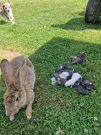 Verschillende Duitse Reus Konijnen te koop, Dieren en Toebehoren, Konijnen, Meerdere dieren, Groot, 0 tot 2 jaar