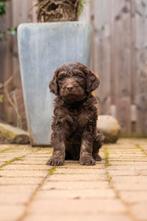 Labradoodle multigen mogen nu verhuizen., Dieren en Toebehoren, Honden | Retrievers, Spaniëls en Waterhonden, Overige rassen, CDV (hondenziekte)